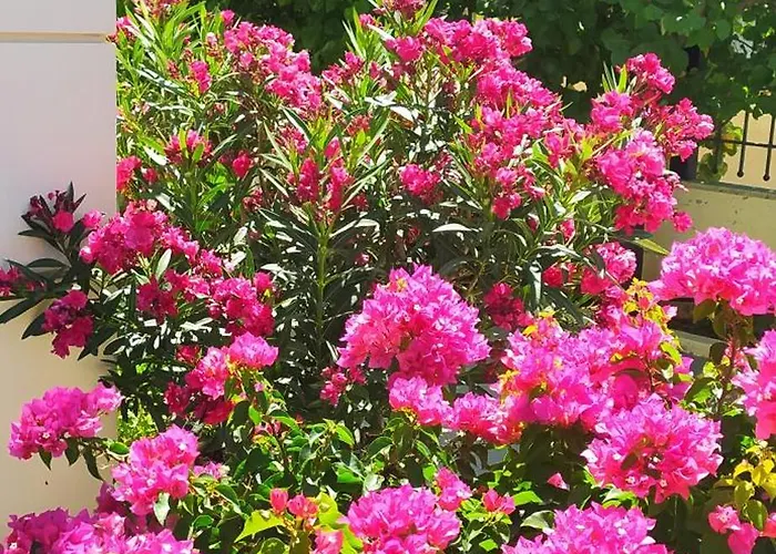 Ilida Daire Kourouta