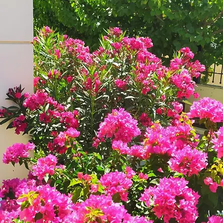 Ilida Apartmán Kourouta